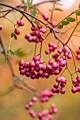 EVENLEY WOOD GARDEN, NORTHAMPTONSHIRE: OCTOBER, AUTUMN, FALL, RED BERRIES OF SORBUS CHERRY RIPE, BERRIES, FRUITS, ROWAN, ASH, WHITEBEAM