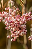 EVENLEY WOOD GARDEN, NORTHAMPTONSHIRE: OCTOBER, AUTUMN, FALL, PINK, CREAM, WHITE BERRIES OF SORBUS MONBEIGII, BERRIES, FRUITS, ROWAN, ASH, WHITEBEAM, TREES, DECIDUOUS