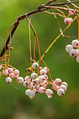EVENLEY WOOD GARDEN, NORTHAMPTONSHIRE: OCTOBER, AUTUMN, FALL, PINK, CREAM, WHITE BERRIES OF SORBUS MONBEIGII, BERRIES, FRUITS, ROWAN, ASH, WHITEBEAM, TREES, DECIDUOUS
