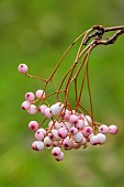 EVENLEY WOOD GARDEN, NORTHAMPTONSHIRE: OCTOBER, AUTUMN, FALL, PINK, CREAM, WHITE BERRIES OF SORBUS MONBEIGII, BERRIES, FRUITS, ROWAN, ASH, WHITEBEAM, TREES, DECIDUOUS
