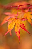 EVENLEY WOOD GARDEN, NORTHAMPTONSHIRE: OCTOBER, AUTUMN, FALL, ORANGE, RED, LEAVES, FOLIAGE OF MAPLES, ACER PALMATUM KATSUIA, TREES