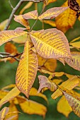 EVENLEY WOOD GARDEN, NORTHAMPTONSHIRE: OCTOBER, AUTUMN, BROWN, YELLOW, LEAVES, FOLIAGE OF CARYA OVATA, TREES, SHAGBARK HICKORY