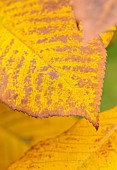 EVENLEY WOOD GARDEN, NORTHAMPTONSHIRE: OCTOBER, AUTUMN, BROWN, YELLOW, LEAVES, FOLIAGE OF CARYA OVATA, TREES, SHAGBARK HICKORY