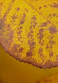 EVENLEY WOOD GARDEN, NORTHAMPTONSHIRE: OCTOBER, AUTUMN, BROWN, YELLOW, LEAVES, FOLIAGE OF CARYA OVATA, TREES, SHAGBARK HICKORY