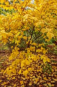 EVENLEY WOOD GARDEN, NORTHAMPTONSHIRE: OCTOBER, AUTUMN, FALL, YELLOW LEAVES, FOLIAGE OF LINDERA OBTUSILOBA, TREES