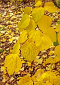EVENLEY WOOD GARDEN, NORTHAMPTONSHIRE: OCTOBER, AUTUMN, FALL, YELLOW LEAVES, FOLIAGE OF LINDERA OBTUSILOBA, TREES