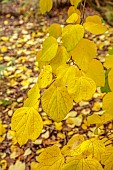 EVENLEY WOOD GARDEN, NORTHAMPTONSHIRE: OCTOBER, AUTUMN, FALL, YELLOW LEAVES, FOLIAGE OF LINDERA OBTUSILOBA, TREES