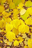 EVENLEY WOOD GARDEN, NORTHAMPTONSHIRE: OCTOBER, AUTUMN, FALL, YELLOW LEAVES, FOLIAGE OF LINDERA OBTUSILOBA, TREES