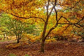 EVENLEY WOOD GARDEN, NORTHAMPTONSHIRE: OCTOBER, AUTUMN, FALL, ORANGE, BROWN LEAVES, FOLIAGE OF JAPANESE MAPLE, ACER TRIFOLIUM, TREES