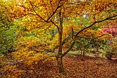 EVENLEY WOOD GARDEN, NORTHAMPTONSHIRE: OCTOBER, AUTUMN, FALL, ORANGE, BROWN LEAVES, FOLIAGE OF JAPANESE MAPLE, ACER TRIFOLIUM, TREES