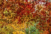 EVENLEY WOOD GARDEN, NORTHAMPTONSHIRE: OCTOBER, AUTUMN, FALL, RED FOLIAGE, LEAVES OF JAPANESE MAPLE, ACER PALMATUM SUMINAGASHI, DECIDUOUS, TREES