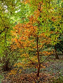 EVENLEY WOOD GARDEN, NORTHAMPTONSHIRE: OCTOBER, AUTUMN, FALL, ORANGE, BROWN LEAVES, FOLIAGE OF STEWARTIA PSEUDOCAMELLIA, TREES