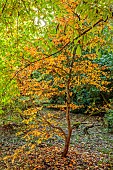 EVENLEY WOOD GARDEN, NORTHAMPTONSHIRE: OCTOBER, AUTUMN, FALL, ORANGE, BROWN LEAVES, FOLIAGE OF STEWARTIA PSEUDOCAMELLIA, TREES
