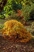 EVENLEY WOOD GARDEN, NORTHAMPTONSHIRE: OCTOBER, AUTUMN, FALL, YELLOW LEAVES, FOLIAGE OF JAPANESE MAPLE, ACER PALMATUM DISSECTUM, TREES