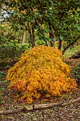EVENLEY WOOD GARDEN, NORTHAMPTONSHIRE: OCTOBER, AUTUMN, FALL, YELLOW LEAVES, FOLIAGE OF JAPANESE MAPLE, ACER PALMATUM DISSECTUM, TREES