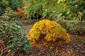 EVENLEY WOOD GARDEN, NORTHAMPTONSHIRE: OCTOBER, AUTUMN, FALL, YELLOW LEAVES, FOLIAGE OF JAPANESE MAPLE, ACER PALMATUM DISSECTUM, TREES