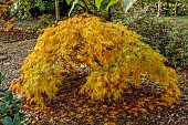 EVENLEY WOOD GARDEN, NORTHAMPTONSHIRE: OCTOBER, AUTUMN, FALL, YELLOW LEAVES, FOLIAGE OF JAPANESE MAPLE, ACER PALMATUM DISSECTUM, TREES