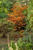 EVENLEY WOOD GARDEN, NORTHAMPTONSHIRE: OCTOBER, AUTUMN, FALL, ORANGE, BROWN LEAVES, FOLIAGE OF STEWARTIA PSEUDOCAMELLIA, TREES