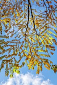 EVENLEY WOOD GARDEN, NORTHAMPTONSHIRE: OCTOBER, AUTUMN, FALL, YELLOW, GOLDEN, FOLIAGE, LEAVES OF KENTUCKY COFFEE TREE, GYMNOCLADUS DIOICA, DECIDUOUS