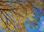 EVENLEY WOOD GARDEN, NORTHAMPTONSHIRE: OCTOBER, AUTUMN, FALL, YELLOW, GOLDEN, FOLIAGE, LEAVES OF KENTUCKY COFFEE TREE, GYMNOCLADUS DIOICA, DECIDUOUS