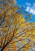 EVENLEY WOOD GARDEN, NORTHAMPTONSHIRE: OCTOBER, AUTUMN, FALL, YELLOW, GOLDEN, FOLIAGE, LEAVES OF KENTUCKY COFFEE TREE, GYMNOCLADUS DIOICA, DECIDUOUS