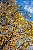 EVENLEY WOOD GARDEN, NORTHAMPTONSHIRE: OCTOBER, AUTUMN, FALL, YELLOW, GOLDEN, FOLIAGE, LEAVES OF KENTUCKY COFFEE TREE, GYMNOCLADUS DIOICA, DECIDUOUS