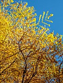 EVENLEY WOOD GARDEN, NORTHAMPTONSHIRE: OCTOBER, AUTUMN, FALL, YELLOW, GOLDEN, FOLIAGE, LEAVES OF KENTUCKY COFFEE TREE, GYMNOCLADUS DIOICA, DECIDUOUS