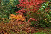 EVENLEY WOOD GARDEN, NORTHAMPTONSHIRE: OCTOBER, AUTUMN, FALL, ACER PALMATUM TROMPENBURG, ACER JAPONICUM ACONITIFOLIUM, JAPANESE MAPLES, DECIDUOUS, TREES