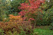 EVENLEY WOOD GARDEN, NORTHAMPTONSHIRE: OCTOBER, AUTUMN, FALL, ACER PALMATUM TROMPENBURG, ACER JAPONICUM ACONITIFOLIUM, JAPANESE MAPLES, DECIDUOUS, TREES