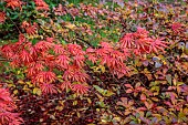 EVENLEY WOOD GARDEN, NORTHAMPTONSHIRE: OCTOBER, AUTUMN, FALL, RED, PINK LEAVES, FOLIAGE OF ACER PALMATUM TROMPENBURG, JAPANESE MAPLE, DECIDUOUS, TREES