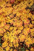EVENLEY WOOD GARDEN, NORTHAMPTONSHIRE: OCTOBER, AUTUMN, FALL, YELLOW, PINK LEAVES, FOLIAGE OF ACER JAPONICUM ACONITIFOLIUM, JAPANESE MAPLE, DECIDUOUS, TREES