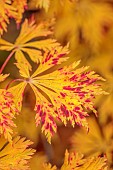 EVENLEY WOOD GARDEN, NORTHAMPTONSHIRE: OCTOBER, AUTUMN, FALL, YELLOW, PINK LEAVES, FOLIAGE OF ACER JAPONICUM ACONITIFOLIUM, JAPANESE MAPLE, DECIDUOUS, TREES