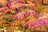 EVENLEY WOOD GARDEN, NORTHAMPTONSHIRE: OCTOBER, AUTUMN, FALL, YELLOW, PINK LEAVES, FOLIAGE OF ACER JAPONICUM ACONITIFOLIUM, JAPANESE MAPLE, DECIDUOUS, TREES