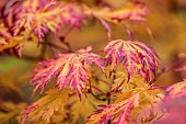 EVENLEY WOOD GARDEN, NORTHAMPTONSHIRE: OCTOBER, AUTUMN, FALL, YELLOW, PINK LEAVES, FOLIAGE OF ACER JAPONICUM ACONITIFOLIUM, JAPANESE MAPLE, DECIDUOUS, TREES