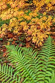 EVENLEY WOOD GARDEN, NORTHAMPTONSHIRE: OCTOBER, AUTUMN, FALL, YELLOW, PINK LEAVES, FOLIAGE OF ACER JAPONICUM ACONITIFOLIUM, JAPANESE MAPLE, DECIDUOUS, TREES, GREEN FERNS