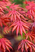 EVENLEY WOOD GARDEN, NORTHAMPTONSHIRE: OCTOBER, AUTUMN, FALL, RED, PINK LEAVES, FOLIAGE OF ACER PALMATUM TROMPENBURG, JAPANESE MAPLE, DECIDUOUS, TREES