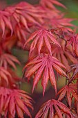EVENLEY WOOD GARDEN, NORTHAMPTONSHIRE: OCTOBER, AUTUMN, FALL, RED, PINK LEAVES, FOLIAGE OF ACER PALMATUM TROMPENBURG, JAPANESE MAPLE, DECIDUOUS, TREES