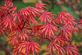 EVENLEY WOOD GARDEN, NORTHAMPTONSHIRE: OCTOBER, AUTUMN, FALL, RED, PINK LEAVES, FOLIAGE OF ACER PALMATUM TROMPENBURG, JAPANESE MAPLE, DECIDUOUS, TREES