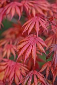 EVENLEY WOOD GARDEN, NORTHAMPTONSHIRE: OCTOBER, AUTUMN, FALL, RED, PINK LEAVES, FOLIAGE OF ACER PALMATUM TROMPENBURG, JAPANESE MAPLE, DECIDUOUS, TREES