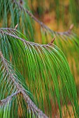 EVENLEY WOOD GARDEN, NORTHAMPTONSHIRE: OCTOBER, AUTUMN, FALL, GREEN FOLIAGE, LEAVES OF PINE TREE, PINUS PATULA, MEXICAN WEEPING PINE