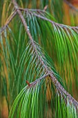 EVENLEY WOOD GARDEN, NORTHAMPTONSHIRE: OCTOBER, AUTUMN, FALL, GREEN FOLIAGE, LEAVES OF PINE TREE, PINUS PATULA, MEXICAN WEEPING PINE