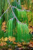 EVENLEY WOOD GARDEN, NORTHAMPTONSHIRE: OCTOBER, AUTUMN, FALL, GREEN FOLIAGE, LEAVES OF PINE TREE, PINUS PATULA, MEXICAN WEEPING PINE