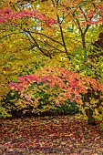 EVENLEY WOOD GARDEN, NORTHAMPTONSHIRE: OCTOBER, AUTUMN, FALL, ORANGE, YELLOW LEAVES, FOLIAGE OF JAPANESE MAPLE, ACER JAPONICUM, TREES