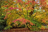 EVENLEY WOOD GARDEN, NORTHAMPTONSHIRE: OCTOBER, AUTUMN, FALL, ORANGE, YELLOW LEAVES, FOLIAGE OF JAPANESE MAPLE, ACER JAPONICUM, TREES