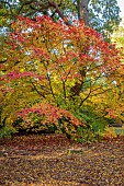 EVENLEY WOOD GARDEN, NORTHAMPTONSHIRE: OCTOBER, AUTUMN, FALL, ORANGE, YELLOW LEAVES, FOLIAGE OF JAPANESE MAPLE, ACER JAPONICUM, TREES