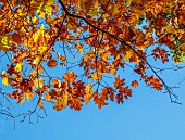 EVENLEY WOOD GARDEN, NORTHAMPTONSHIRE: OCTOBER, AUTUMN, FALL, YELLOW , GOLDEN, ORANGE LEAVES, FOLIAGE OF OAK, QUERCUS RUBRA AUREA, RED OAK, TREES