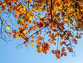 EVENLEY WOOD GARDEN, NORTHAMPTONSHIRE: OCTOBER, AUTUMN, FALL, YELLOW , GOLDEN, ORANGE LEAVES, FOLIAGE OF OAK, QUERCUS RUBRA AUREA, RED OAK, TREES