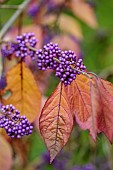 EVENLEY WOOD GARDEN, NORTHAMPTONSHIRE: OCTOBER, AUTUMN, FALL, PURPLE BERRIES, FRUITS OF CALLICARPA BODINIERI VAR. GIRALDII, LOVE PEARL BUSH, SHRUBS