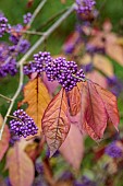 EVENLEY WOOD GARDEN, NORTHAMPTONSHIRE: OCTOBER, AUTUMN, FALL, PURPLE BERRIES, FRUITS OF CALLICARPA BODINIERI VAR. GIRALDII, LOVE PEARL BUSH, SHRUBS