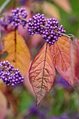 EVENLEY WOOD GARDEN, NORTHAMPTONSHIRE: OCTOBER, AUTUMN, FALL, PURPLE BERRIES, FRUITS OF CALLICARPA BODINIERI VAR. GIRALDII, LOVE PEARL BUSH, SHRUBS